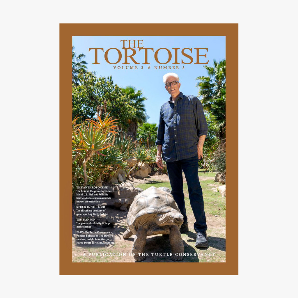 The Tortoise Issue 11