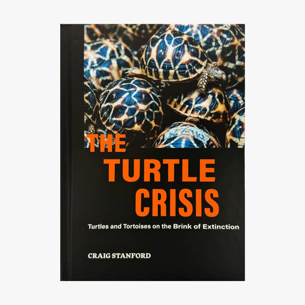 The Turtle Crisis