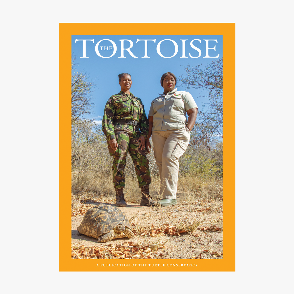 The Tortoise Issue 13
