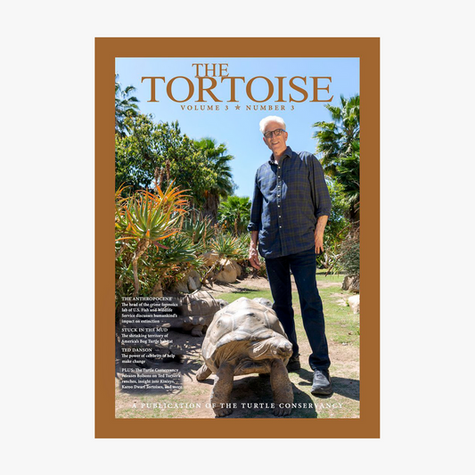 The Tortoise Issue 11