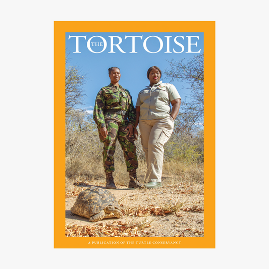 The Tortoise Issue 13