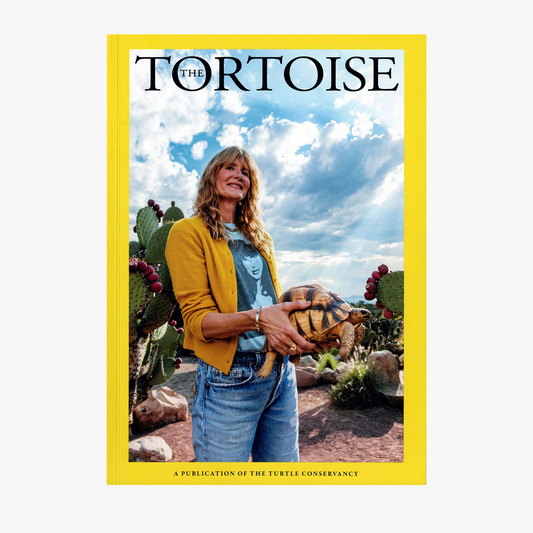 The Tortoise Issue 14